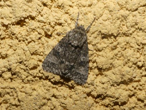 Réf. 185 099 : Subacronicta megacephala